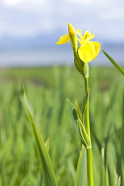 Wild iris ().  Unlike variants grown outwith the wild, reportedly all wild irises are yellow in colour.  Hebrides, Scotland.