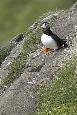 Horned puffin (Fratercula arctica).  Hebrides, Scotland