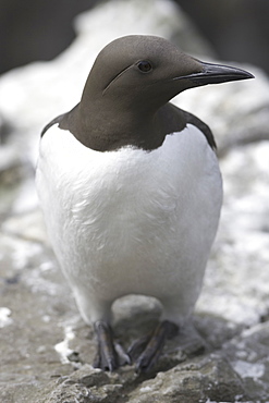 Bridled guillemot (Uria aalge).  The 'bridle' running back from the eye is simply a colour variation.  Hebrides, Scotland 