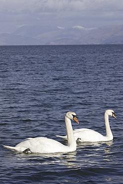 Mute swan (Cygnus olor) at sea, Ben Nevis in background.  Most people might associate swans with a freshwater environment but they can also be seen in a marine setting.  Hebrides, Scotland