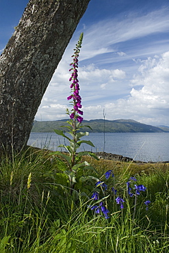 Foxglove and bluebells on marine shoreline.  Hebrides, Scotland.