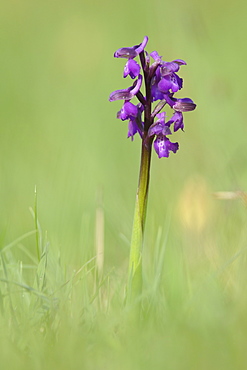 Green-winged orchid (Orchis) (Anacamptis morio) flowering in a traditional hay meadow, Wiltshire, England, United Kingdom, Europe