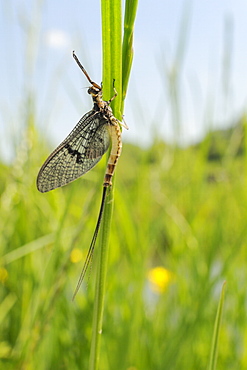 Green drake mayfly (Ephemera danica) newly emerged on a riverside grass stem, Wiltshire, England, United Kingdom, Europe