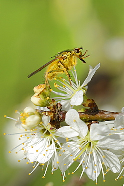 Male yellow dung fly (Scathophaga stercoraria) standing on blackthorn flowers (Prunus spinosa), cleaning its proboscis, Wiltshire, England, United Kingdom, Europe 