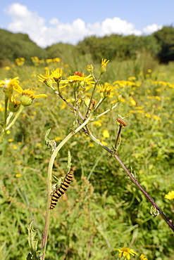 Cinnabar moth caterpillars (Tyria jacobaeae) feeding on Ragwort plants (Senecio jacobaea), Corfe Common, Dorset, England, United Kingdom, Europe 