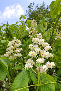 Horse chestnut (Aesculus hippocastanum) flower candelabras, Wiltshire, England, United Kingdom, Europe