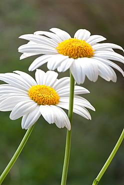 Daisies, Cultivated, Canberra, Australian Capital Territory, Australia