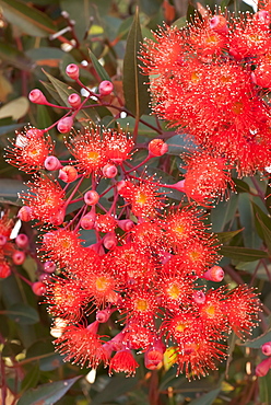 Red flowering gum (Eucalyptus ficifolia), Cultivated, Northern Tasmania, Australia