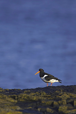 Oystercatcher (Haematopus ostralegus) on rock with blue sea as background Argyll Scotland, UK