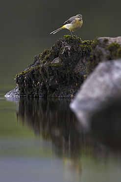 Grey Wagtail (Motacilla cinerea) with some juvenille plumage amongst rocks. Wagtails search for food along the shores of the loch in amongst the rocks, sometimes pausing to asses the situation..  Argyll, Scotland