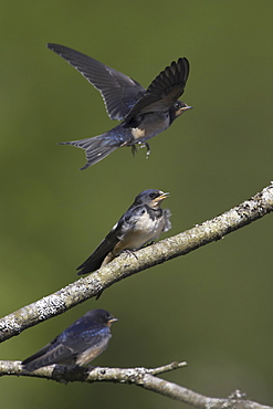 Swallow (Hirundo rustica) juveniles begging for food, with one maneuvering for good position, in mid flight. Loch Awe. Argyll. Scotland, UK