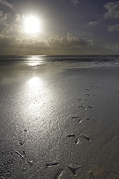 Tiree landscape - Soroby beach, Gull foot prints leading up to a rising sun. Soroby, Argyll, Scotland, UK