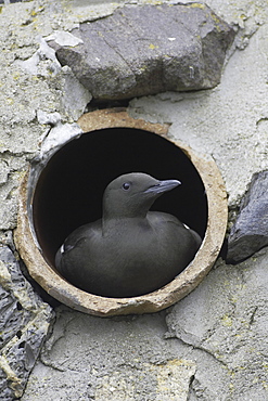 Black Guillemot (Cepphus grylle) sitting in a drain pipe that a pair are nesting in. Black Guillemots nest in drains and holes in the sea wall in the middle of Oban town centre. Argyll, Scotland, UK