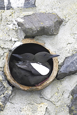 Black Guillemot (Cepphus grylle) pair standing in a drain pipe that they are nesting in. Black Guillemots nest in drains and holes in the sea wall in the middle of Oban town centre. Argyll, Scotland, UK