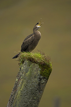 Shag (Phalacrocorax aristotelis) portrait on old pier support. Taken at the top of Loch Etive in Glen Etive on an old pier. Shags feathers are not fully waterproof so they spend a lot of time preening and drying out of the water. Scotland