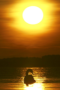 Mute Swan (Cygnus olor) silhouetted against rising sun Angus Scotland, UK