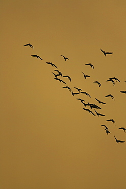 Greylag Goose (Anser anser) in formation. Argyll, Scotland, UK