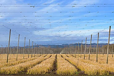 View of hop trellis, USA, Oregon, Willamette Valley