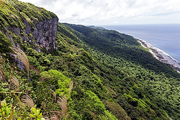 Vegetation, Eua Island - Tonga