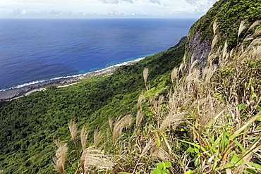 Vegetation, Eua Island, Tonga