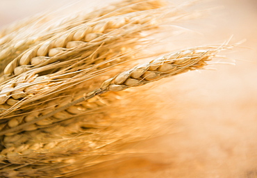 Close-up of wheat ear