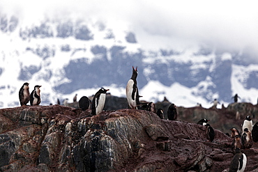 Gentoo penguins on rock, Antarctica