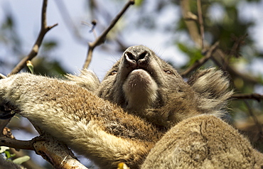 Low angle of Koala on tree, Australia