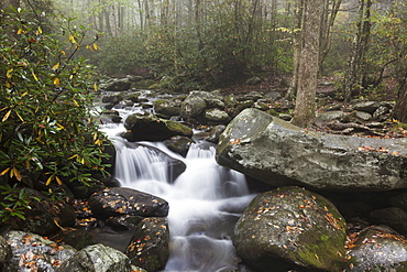 Stream in forest, Smoky Mountains Nationa Park, Tennessee