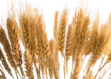 Close-up of corn ear