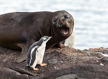 Symbiosis between seal elephant and penguin, Antarctica 