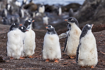 Medium group of penguins, Antarctica 