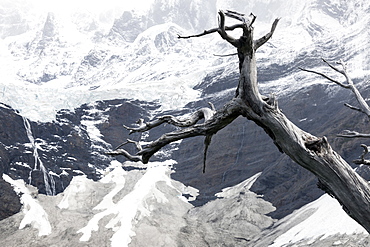 Dead tree in front of Cordillera del Paine, Chile