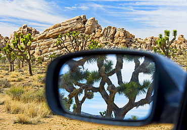 USA, California, Joshua Tree National Park, Joshua tree reflected in side view mirror, USA, California, Joshua Tree National Park