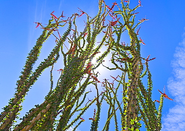 USA, California, Joshua Tree National Park, Ocotillo cactus, USA, California, Joshua Tree National Park