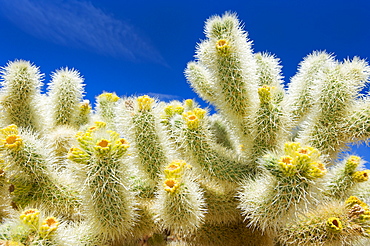 USA, California, Joshua Tree National Park, Cholla cactus, USA, California, Joshua Tree National Park