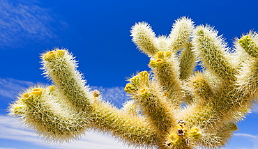 USA, California, Joshua Tree National Park, Cholla cactus, USA, California, Joshua Tree National Park