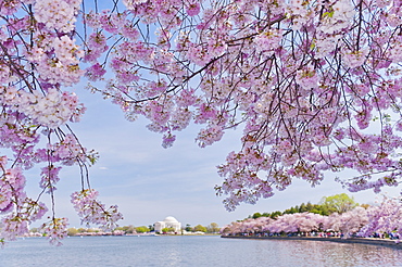 Cherry tree in blossom with Jefferson Memorial in background