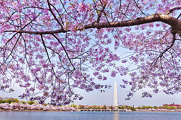 Cherry tree in blossom with Jefferson Memorial in background