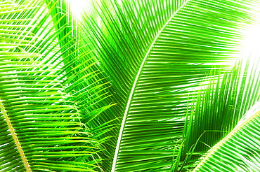 Palm leaves
