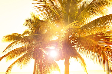 Palm trees at sunset