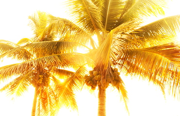 Palm trees at sunset