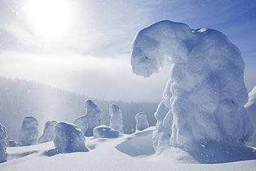 Trees covered with fresh snow, USA, Montana, Whitefish