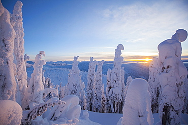 Trees covered with fresh snow, USA, Montana, Whitefish