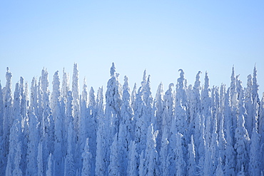 Tree tops covered with fresh snow, USA, Montana, Whitefish