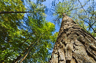 USA, Georgia, Stone Mountain, Low angle view of pine tree in forest