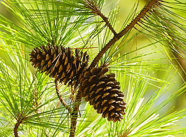 Close-up of pine cones