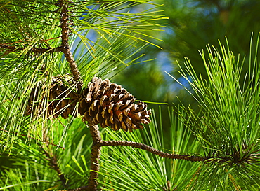 Close-up of pine cone