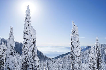 Trees covered with fresh snow, USA, Montana, Whitefish