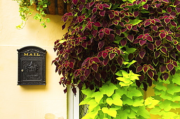 USA, South Carolina, Charleston, Close up of house wall with ivy and mailbox