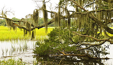 USA, South Carolina, Charleston, Oak trees with spanish moss over river